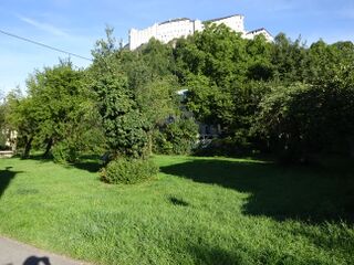 aktuell: Wiese und Obstbäume 2015