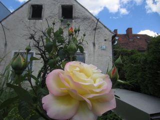 Die schöne Gartenrose (2011)